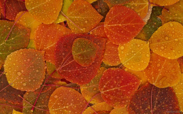 осень, желтые листья, капли, макро, природа, обои скачать бесплатно, autumn, yellow leaves, drops, macro, nature, wallpaper download