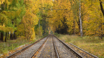Фото бесплатно осень, желтые листья, природа, железная дорога, пути, рельсы, шпалы