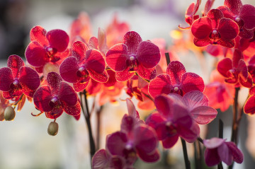 красные орхидеи, цветы