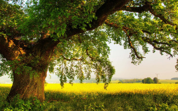 природа, дерево, желтое поле, лето, красивые обои, nature, tree, yellow field, summer, beautiful wallpaper