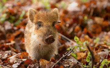 поросенок, осень, листья, животное, фото, Pig, autumn, leaves, animal, photo