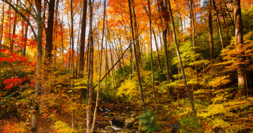 Обои на рабочий стол осенние листья, река, водопад, деревья, осенние цвета, лес, камни, осень, ручей, пейзаж