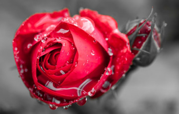 красная роза, капли, макро, цветок, красивые обои, Red rose, drops, macro, flower, beautiful wallpaper