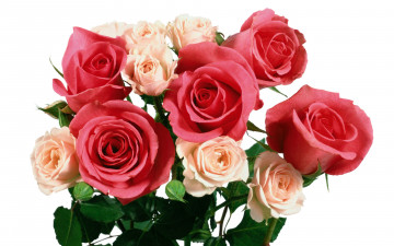 розы, букет, розовые, бежевые, roses, bouquet, pink, beige