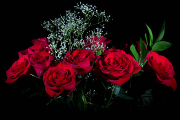 Заставка розы, букет ярко-красных роз, бутоны, цветы