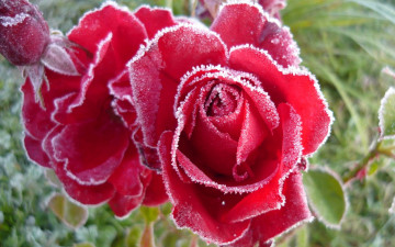 Фото бесплатно красные розы, цветы, мороз, роза на морозе