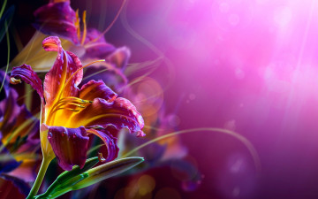 цветы, макро, лилии, фиолетовый фон, заставки, Flowers, macro, lilies, purple background, screensaver