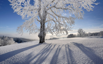 природа, зима, снег, дерево, иней, солнечный день, голубое небо