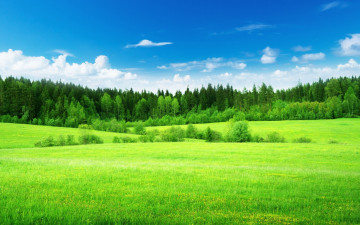 хвойный лес с зелёной поляной и голубым небом