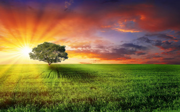 ultra hd 4k wallpaper, зеленое поле, одинокое дерево, закат, лучи солнца,   облака, вечер, пейзаж, лето, природа