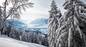 елки, хвоя, снежные горы, зимний пейзаж, tree, needles, snow mountain, winter landscape