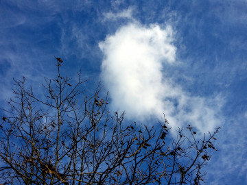 природа, голубое небо, белое облако, крона дерева