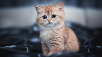 Фото бесплатно котенок, рыжий, милый, 3840х2160, 4к обои