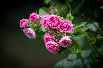 цветы, розовые розы, обои высокого качества
