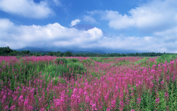 поле цветов, небо, облака, весна, природа, field of flowers, sky, clouds, spring, nature