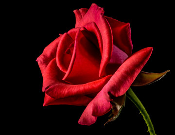 красная роза, чёрный фон, цветок