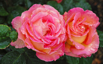 розовые розы, бутоны, куст, цветы, капли, вода, макро, pink roses, buds, bush, flowers, drops, water, macro