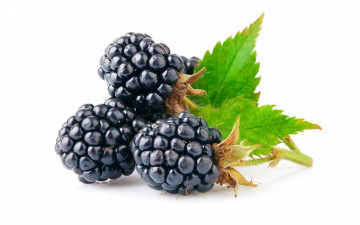 ежевика, черные ягоды, десерт, белый фон, blackberry, black berries, dessert, white background
