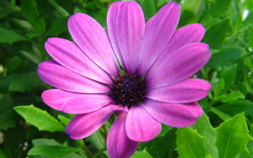цветок лиловый, макро, красивые яркие обои на рабочий стол, Flower purple, macro, beautiful bright desktop wallpaper