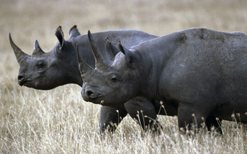 носороги, дикие животные, обои, rhinos, wild animals, wallpaper