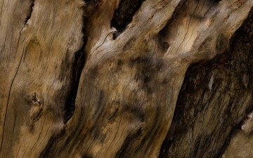 текстура, кора дерева, макро, обои скачать, Texture, tree bark, macro, wallpaper download