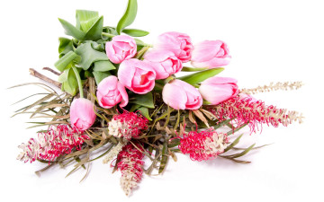 Фото бесплатно розовые тюльпаны, букет, лепестки, белый фон