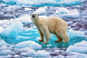 polar bear, animals, the Arctic Circle, chunks of ice, on the edge of the world, белый медведь, животные, полярный круг, куски льда, на краю света