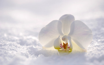 белая орхидея на снегу, цветок, зима, снег, белый фон, white orchid on snow, flower, winter, snow, white background