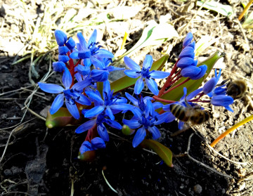 синие пролиски с пчелами, первые весенние цветы