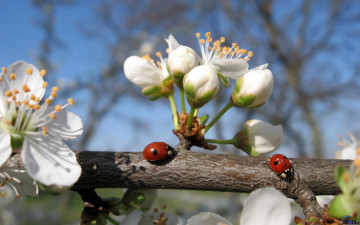 весна, природа, ветка, цветы, абрикос, божьи коровки, насекомое, spring, nature, branch, flowers, apricot, ladybugs, insect