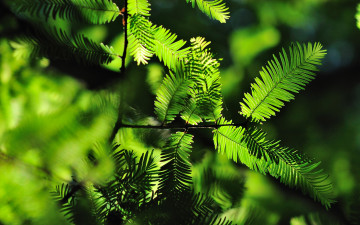 зеленые листья, веточка, лето, красивые, яркие обои, Green leaves, twig, summer, beautiful, bright wallpaper