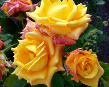желтые розы, цветы, бутоны, клумба, yellow roses, flowers, buds, flowerbed