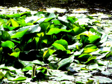 желтая водяная лилия, цветы, листья, водоем в парке