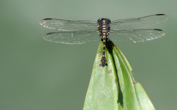 Фото бесплатно макро, крылья, лист, стрекоза, насекомое