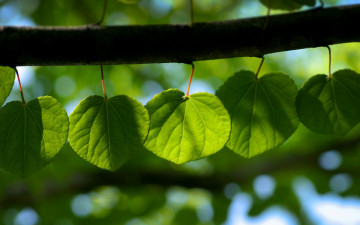Фото бесплатно ветвь, размытый фон, дерево, зеленые листья