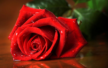 яркая красная английская роза