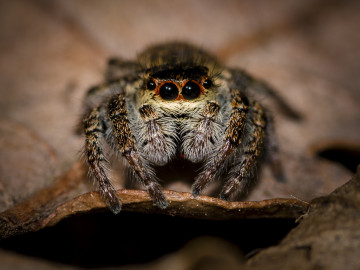 Фото бесплатно макрос паука, волосатые, прыгающий паук