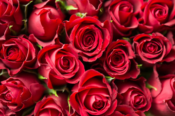 огромный букет красных роз, цветы, бутоны