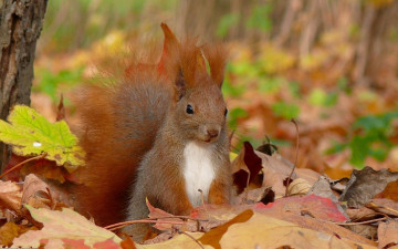 Белка, листья, осень, пушистый хвост, животное, обои Ultra HD 4K, скачать, Squirrel, leaves, autumn, bushy tail, animals, wallpaper Ultra HD 4K, download