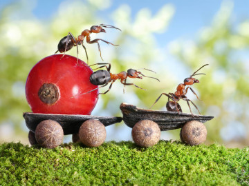муравьи везут ягоду смородины, креативные обои