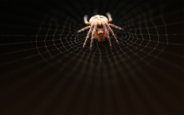 паук, паутина, черный фон, макро, обои скачать, spider, web, black background, close-up, wallpaper download