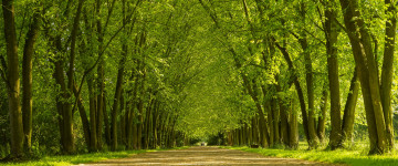 парк, зеленый туннель, аллея, деревья, лето, природа, красивые места, обои 5К