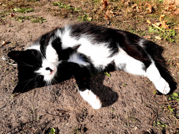 4600х3450, 4К обои скачать, черно-белая кошка лежит на земле, пушистые домашние животные