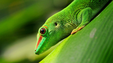 рептилии, геккон зеленый, зеленый фон, яркие красивые обои, Reptile, gecko green, green background, bright beautiful wallpaper,