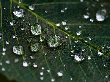Фото бесплатно макро, лист, капли, дождь