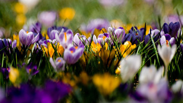 поле крокусов, весенние цветы, макро, красивые обои, Field of crocuses, spring flowers, macro, beautiful wallpaper