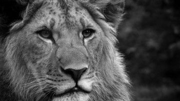лев, дикие кошки, lion, wild cats