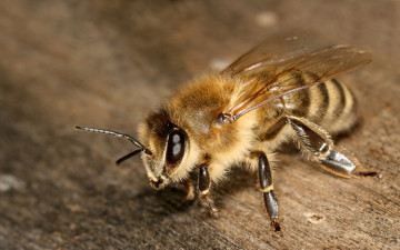 пчела крупным планом макро медоносное насекомое