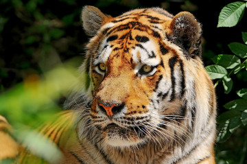 тигр, красавец, хищное животное