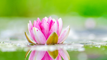 водяная лилия, розовый цветок на воде